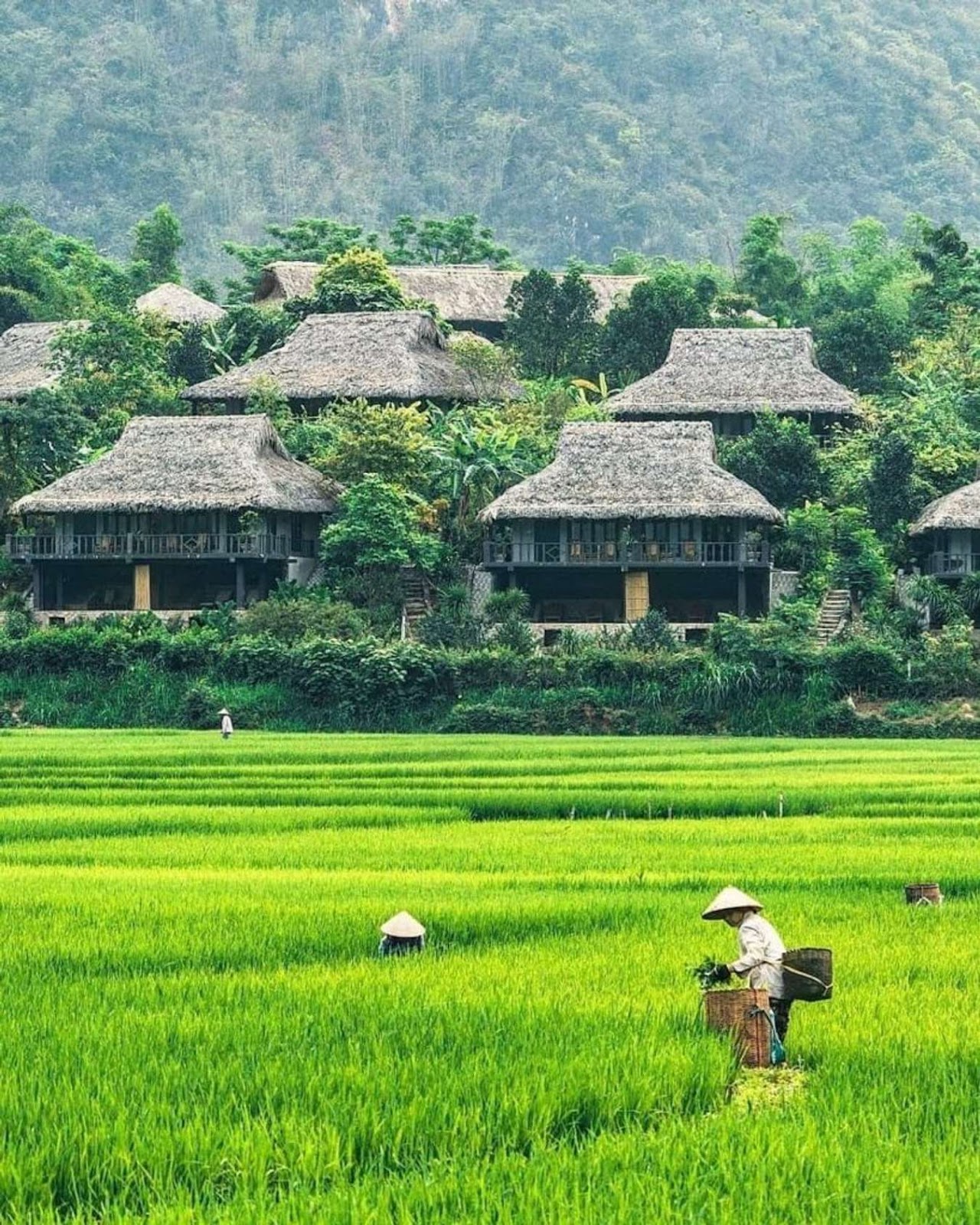 Ruộng lúa ở Mai Châu